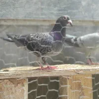 کبوتر آلمانی