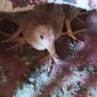 فروش تعدادی مرغ و جوجه بزرگ (جُنگه) قلعه تل|حیوانات مزرعه|ایذه, |دیوار