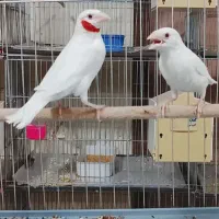 فنچ طوطی‌وار،ماسکت،گلو بریده