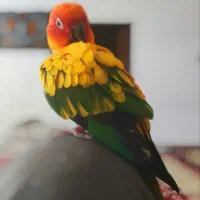 طوطی خورشیدی بسیار بازیگوش و دستی