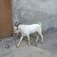 پازن