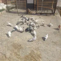 کفتر|پرنده|خرمدره, |دیوار