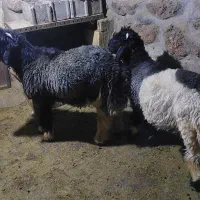 بره داشتی کله زنگی|حیوانات مزرعه|کوهرنگ, |دیوار