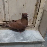 سرخ کالکی نر|پرنده|سبزوار, قصبه شرقی|دیوار