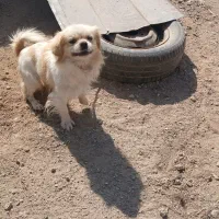 واگذاری سگ پاپی نژاددار|سگ|برخوار, |دیوار