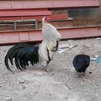 جوجه ونیمچه‌ یوگوهاما وسوماترا