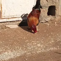 خروس محلی|حیوانات مزرعه|جوانرود, |دیوار