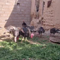 چهار جفت بقلمون محلی یک ساله|حیوانات مزرعه|خمک, |دیوار