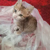 گربه رایگان