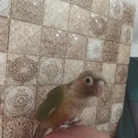 جوجه گرینچیک|پرنده|شاهرود, |دیوار