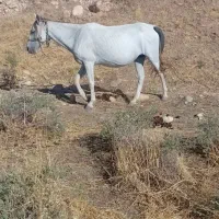 مادیان و کوره نر|حیوانات مزرعه|هلیلان, |دیوار