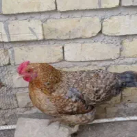 مرغ تخم گذار|حیوانات مزرعه|شیراز, ماه فیروزان|دیوار