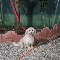 سگ شیتزوزیبا خوشرنگ بامزه تربیت شده