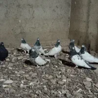 کبوتر کله دم سبز