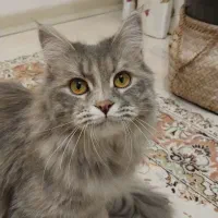 گربه|گربه|پردیس, فاز ۹|دیوار