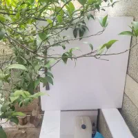 جفتگاه کبوتر