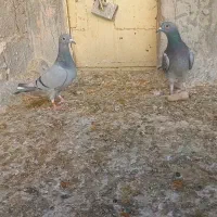 کبوتر . کبوتر پلاکی . سبز. کوهی