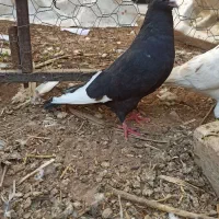 سینه|پرنده|داراب, |دیوار