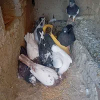 9عدد کفتر به شرط چاشنی بازی مرتب