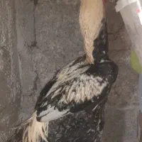 فروش خروس لاری