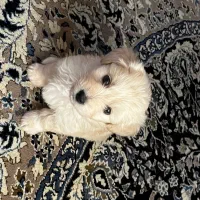 سگ پودل مینی