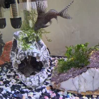 کت فیش|ماهی|فردیس, سرحدی|دیوار