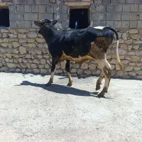 گوساله نر هلشتاین