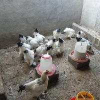 خروس برهما اصلی پاپر