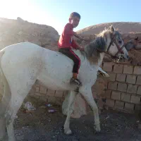 اسب بسیار  آروم