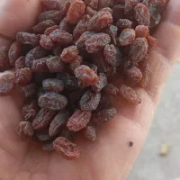 کشمش|خوردنی و آشامیدنی|تاکستان, |دیوار