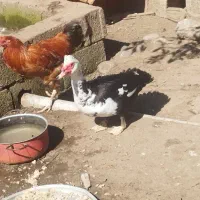 اسرائیل نر یک ساله