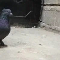 جفت دم سفید