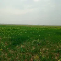 2000متر زمین صنعتی کشاورزی بوشهر احمدی