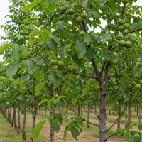 نهال گردو چندلر با باردهی بالا|حراج|کبودرآهنگ, |دیوار