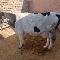 گاو دورگ|حیوانات مزرعه|بزینه رود, |دیوار