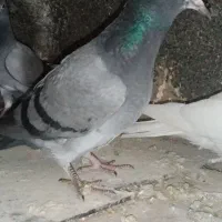 کبوتر سبز  کاکلی