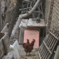 3عدد خروس|پرنده|اصفهان, شهرک کاوه|دیوار