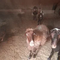 میش وبره
