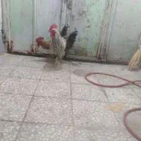 ۲عدد خروس چاق|حیوانات مزرعه|قم, نیروگاه|دیوار