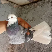 کفتر همه چی تموم. پرشی