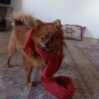 پامرانین روباهی|سگ|تهران, والفجر (افسریه)|دیوار