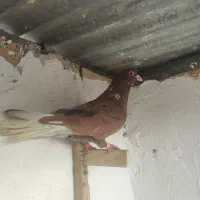 کفتر بوم جوجه رنگه سرخ دم سفید آلمانی صید جوان