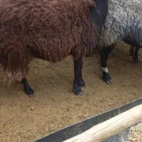 سه عدد شیشک درجه یک