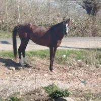 اسب نریان نژاد دار|اسب و تجهیزات اسبسواری|فومن, |دیوار