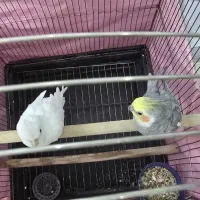 جفت عروس هلندی|پرنده|شاندیز, |دیوار