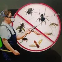 سم پاشی تخصصی ،سمپاشی کیش