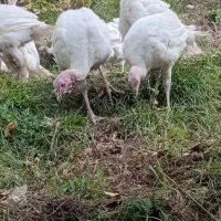 حیوانات|حیوانات مزرعه|اردبیل, |دیوار