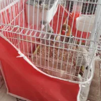 یک جفت کوتوله|پرنده|سبزوار, علمدار|دیوار