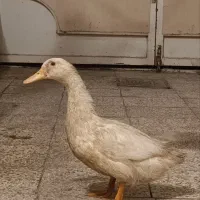 اردک سفید سرحال