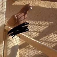 کبوتر سرخ پیدا کردم